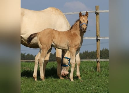 Quarter horse américain, Étalon, Poulain (03/2026), Buckskin