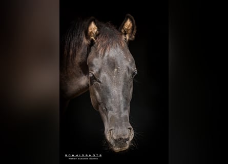 Quarter horse américain, Étalon, Poulain (04/2024), Grullo