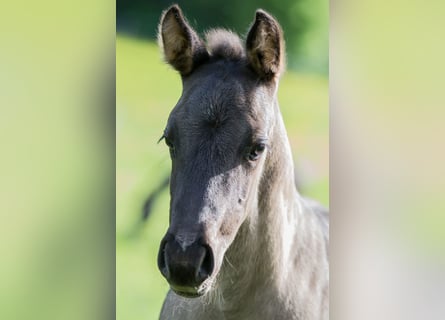 Quarter horse américain, Étalon, Poulain (04/2024), Grullo