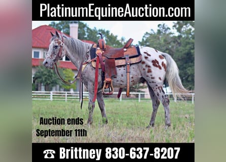 Quarter horse américain, Hongre, 10 Ans, 127 cm, Alezan cuivré