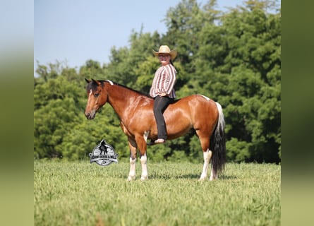 Quarter horse américain, Hongre, 10 Ans, 127 cm, Tobiano-toutes couleurs