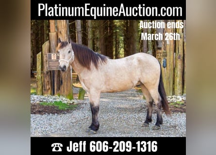 Quarter horse américain, Hongre, 10 Ans, 142 cm, Buckskin