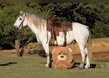 Quarter horse américain, Hongre, 10 Ans, 142 cm, Gris