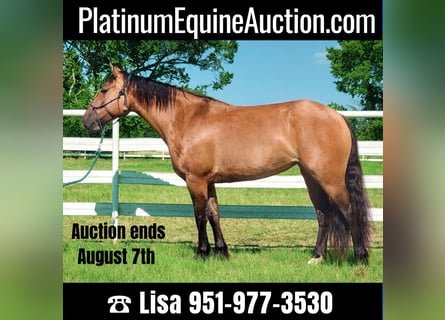 Quarter horse américain, Hongre, 10 Ans, 145 cm, Isabelle