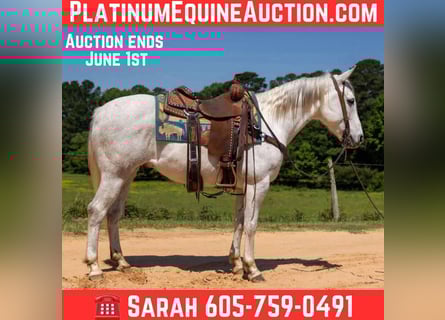Quarter horse américain, Hongre, 10 Ans, 147 cm, Gris