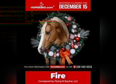 Quarter horse américain, Hongre, 10 Ans, 147 cm, Palomino