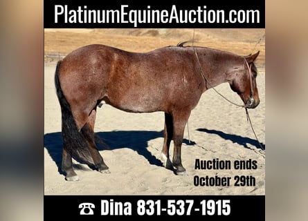 Quarter horse américain, Hongre, 10 Ans, 147 cm, Roan-Bay