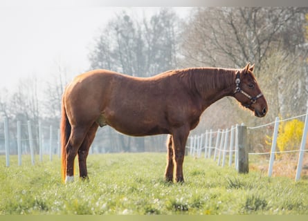 Quarter horse américain, Hongre, 10 Ans, 150 cm, Alezan brûlé