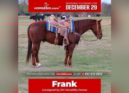 Quarter horse américain, Hongre, 10 Ans, 150 cm, Alezan cuivré