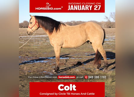 Quarter horse américain, Hongre, 10 Ans, 150 cm, Buckskin