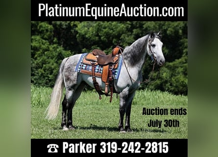 Quarter horse américain, Hongre, 10 Ans, 150 cm, Gris pommelé