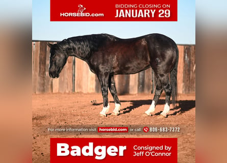 Quarter horse américain, Hongre, 10 Ans, 150 cm, Noir
