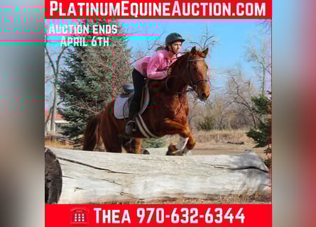 Quarter horse américain, Hongre, 10 Ans, 152 cm, Alezan brûlé