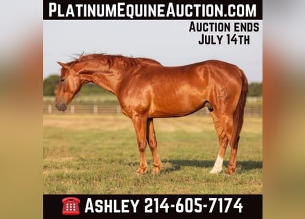 Quarter horse américain, Hongre, 10 Ans, 152 cm, Alezan brûlé