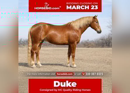 Quarter horse américain, Hongre, 10 Ans, 152 cm, Alezan cuivré