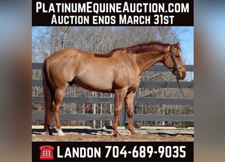 Quarter horse américain, Hongre, 10 Ans, 152 cm, Alezan cuivré