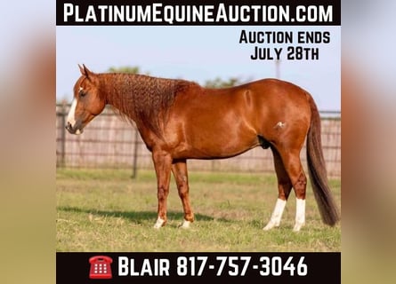 Quarter horse américain, Hongre, 10 Ans, 152 cm, Alezan cuivré