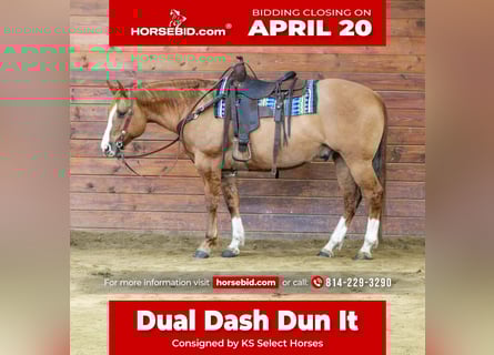 Quarter horse américain, Hongre, 10 Ans, 152 cm, Alezan dun