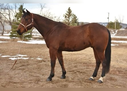 Quarter horse américain, Hongre, 10 Ans, 152 cm, Bai cerise