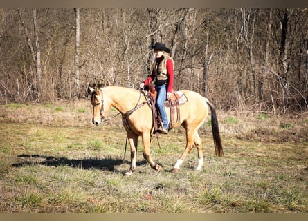 Quarter horse américain, Hongre, 10 Ans, 152 cm, Buckskin