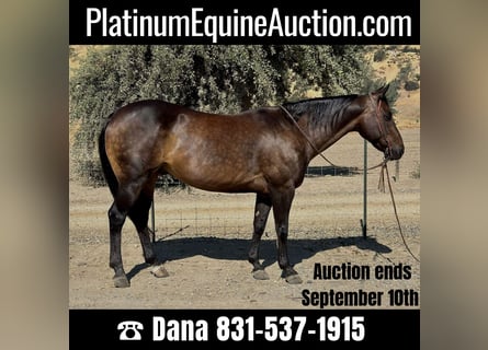 Quarter horse américain, Hongre, 10 Ans, 152 cm, Buckskin
