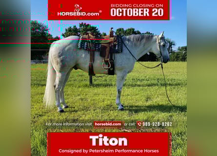 Quarter horse américain, Hongre, 10 Ans, 152 cm, Gris