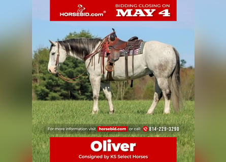 Quarter horse américain, Hongre, 10 Ans, 152 cm, Gris