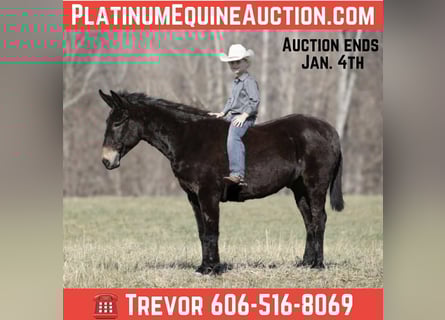 Quarter horse américain, Hongre, 10 Ans, 152 cm, Noir