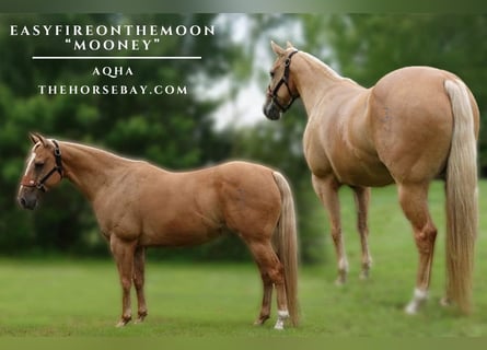 Quarter horse américain, Hongre, 10 Ans, 152 cm, Palomino