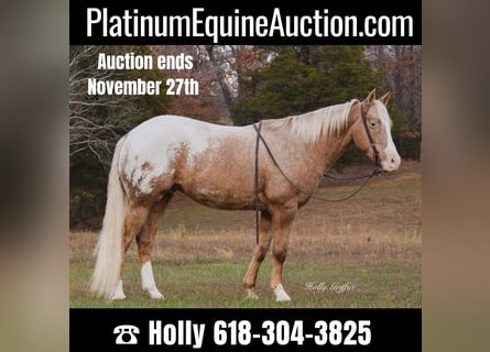 Quarter horse américain, Hongre, 10 Ans, 152 cm, Palomino
