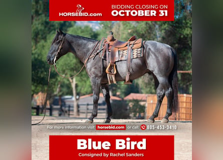 Quarter horse américain Croisé, Hongre, 10 Ans, 152 cm, Rouan Bleu