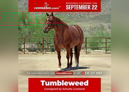 Quarter horse américain, Hongre, 10 Ans, 152 cm, Rouan Rouge