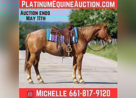 Quarter horse américain, Hongre, 10 Ans, 152 cm, Rouan Rouge