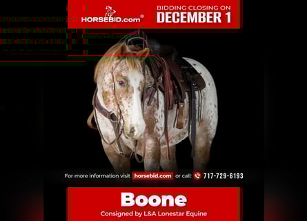 Quarter horse américain, Hongre, 10 Ans, 155 cm, Alezan brûlé