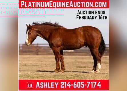 Quarter horse américain, Hongre, 10 Ans, 155 cm, Alezan brûlé