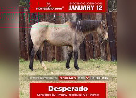 Quarter horse américain, Hongre, 10 Ans, 155 cm, Buckskin