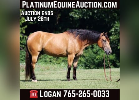 Quarter horse américain, Hongre, 10 Ans, 155 cm, Buckskin