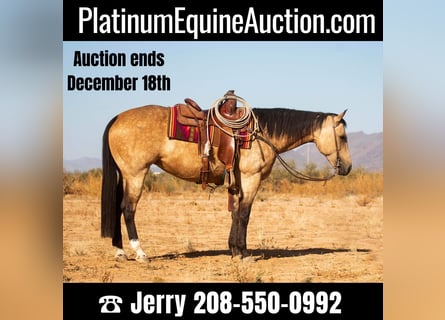 Quarter horse américain, Hongre, 10 Ans, 155 cm, Buckskin