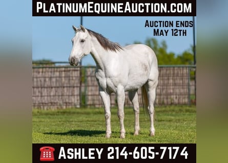 Quarter horse américain, Hongre, 10 Ans, 155 cm, Gris