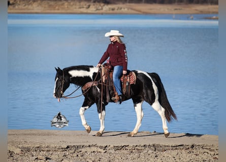 Quarter horse américain, Hongre, 10 Ans, 155 cm, Tobiano-toutes couleurs