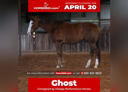 Quarter horse américain, Hongre, 10 Ans, 157 cm, Alezan cuivré
