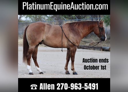 Quarter horse américain, Hongre, 10 Ans, 157 cm, Alezan dun