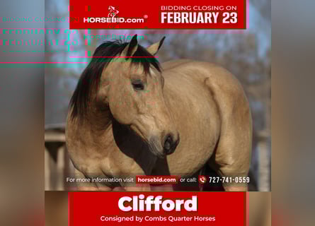 Quarter horse américain, Hongre, 10 Ans, 160 cm, Buckskin