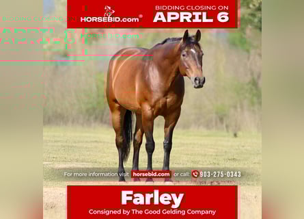 Quarter horse américain, Hongre, 10 Ans, 163 cm, Bai cerise