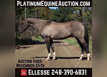 Quarter horse américain, Hongre, 10 Ans, 163 cm, Grullo