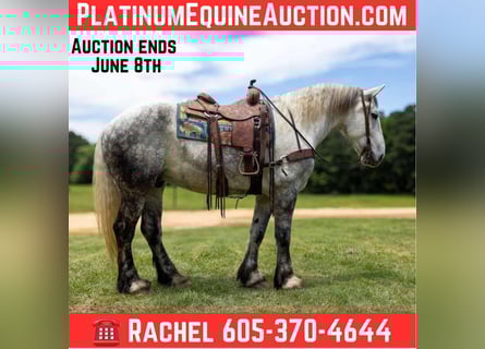 Quarter horse américain, Hongre, 10 Ans, 168 cm, Gris