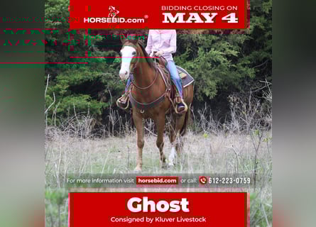 Quarter horse américain, Hongre, 10 Ans, Alezan cuivré