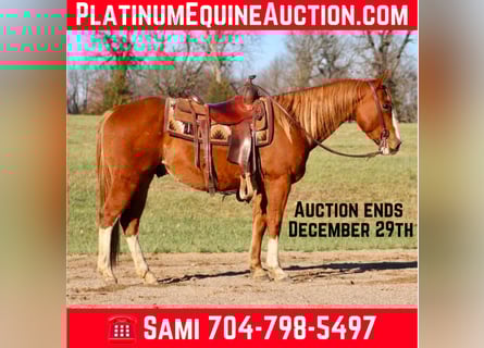 Quarter horse américain, Hongre, 10 Ans, Alezan cuivré