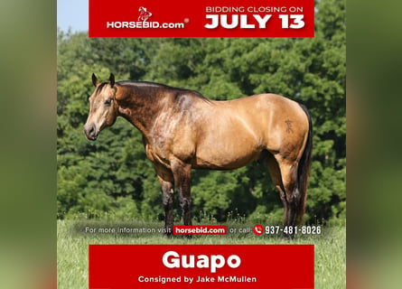 Quarter horse américain, Hongre, 10 Ans, Buckskin