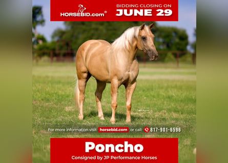 Quarter horse américain, Hongre, 10 Ans, Palomino